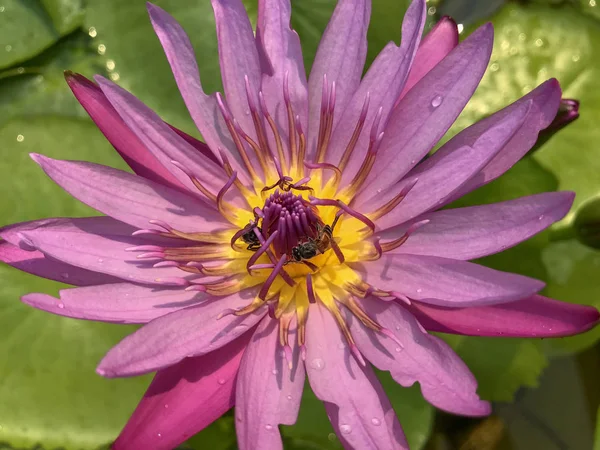 Beau Gros Plan Fleur Lotus Pourpre Avec Des Abeilles Intérieur — Photo