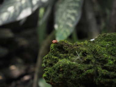 Yeşil mantar ve yosun kapağı bir kaya üzerinde yürüyen kırmızı böceği böcek. Seçilen odak.