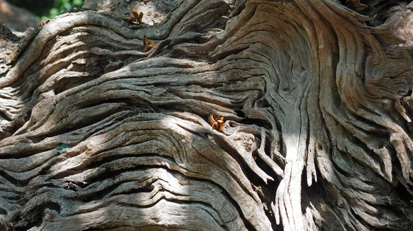 Detalhe de close-up de uma textura de árvore com reflexos naturais da luz solar — Fotografia de Stock