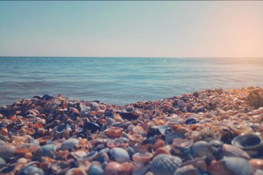Güneşli bir günde deniz arka planı, deniz kabukları ve deniz