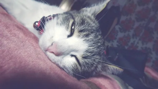 Gatinho Bonito Deitado Cama — Fotografia de Stock