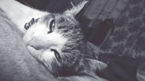 可爱的小猫躺在床上 — 图库照片