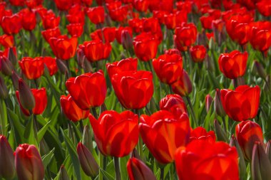 yeşil arka planda güzel bahar lale