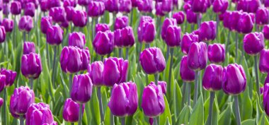 yeşil arka planda güzel bahar lale