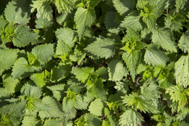 Yeşil bitki arka plan. Yerde bir demet ortak ısırgan.