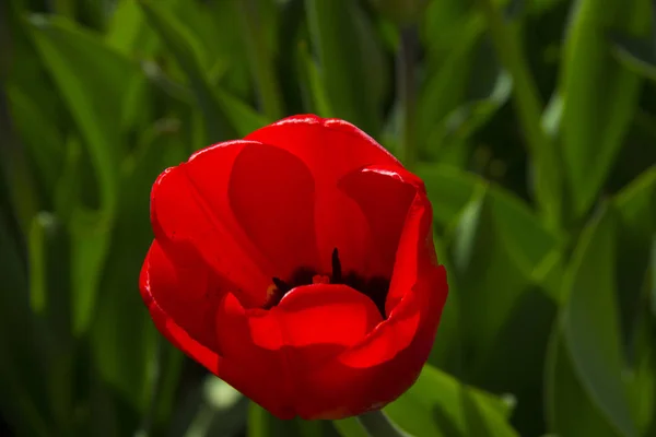Beautiful Spring Tulip Green Background — Stock Photo, Image