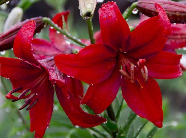 Çiy damlalı kırmızı zambak. Güneşli bir günde.