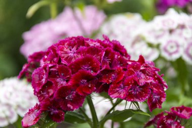 Çiy damlaları ile Türk karanfil.