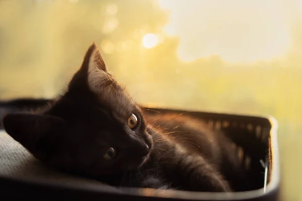 夕暮れ時の小さな黒い子猫 — ストック写真