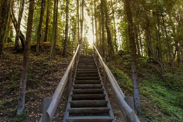 森林里的木制楼梯 — 图库照片