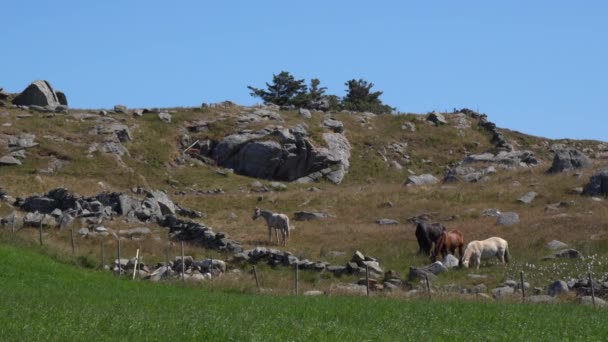 Chevaux Une Couleur Différente Mangeant Herbe Pâturage Sur Une Prairie — Video