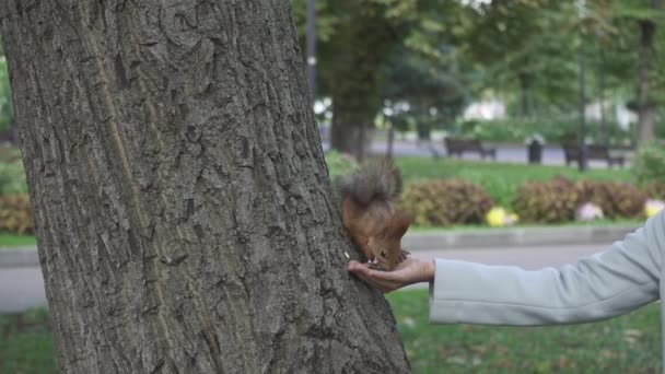 Rode Eekhoorn Sciurus Vulgaris Eten Uit Een Hand Van Een — Stockvideo