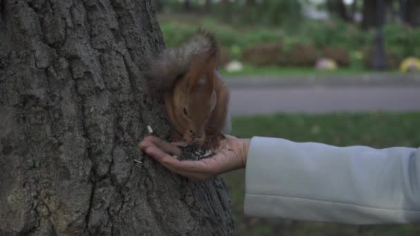 Ardilla Roja Sciurus Vulgaris Comiendo Una Mano Una Mujer Parque — Vídeos de Stock