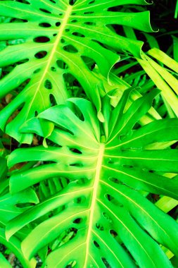 Philodendron Monstera obliqua (Monstera deliciosa, Ceriman veya İsviçre peynir tesisi) yeşil yaprak arka plan