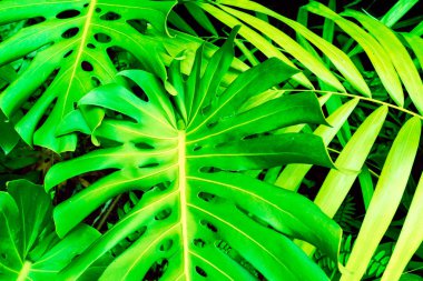Philodendron Monstera obliqua (Monstera deliciosa, Ceriman veya İsviçre peynir tesisi) yeşil yaprak arka plan