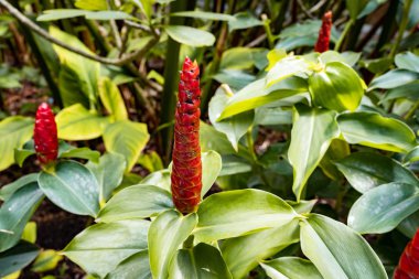 Kırmızı düğme zencefil (Costus veya spiral gingers) çiçekler