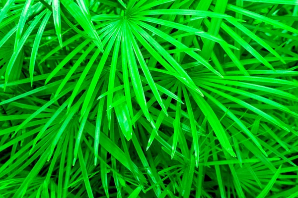 Livistona australis or cabbage-tree palm leaves background in UFO green color