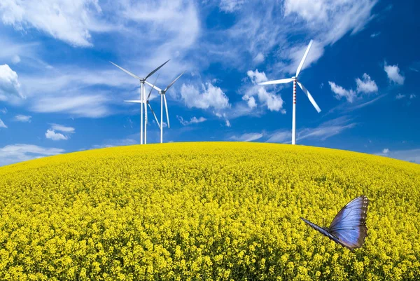 summer landscape with blue sky, yellow expanse with rapeseed flowers and the background wind turbines