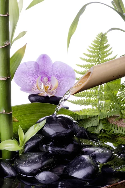 Wellness Környezet Csendélet Fekete Kövekkel Bambusz Szökőkút Háttérben Lila Orchidea — Stock Fotó