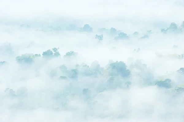 Fantastica Foresta Tropicale Sogno Nebbia Nebbia Bianca Baldacchino Verde Luce — Foto Stock