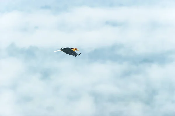 Libertad Carey Envuelto Carey Envuelto Una Bolsa Bar Volando Sobre — Foto de Stock