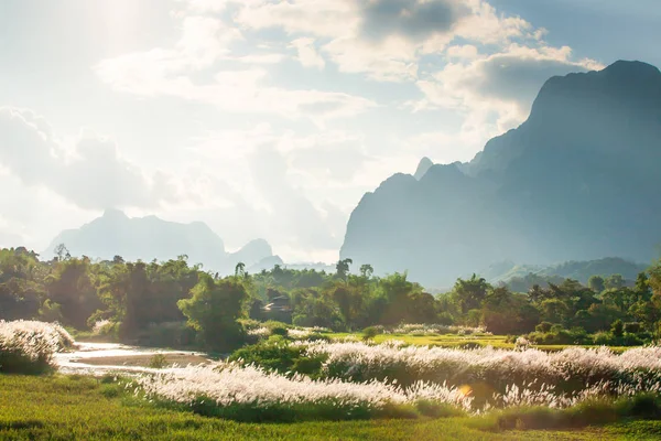 Ruhige Zeit Abendliche Sommerlandschaft Wildes Zuckerrohr Oder Grasblume Die Wind — Stockfoto