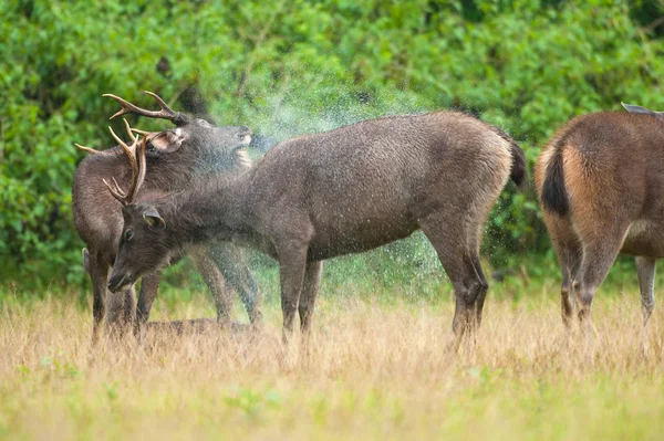 Manliga Sambar Deer Skakar Vatten Upp Sin Kropp Det Har — Stockfoto