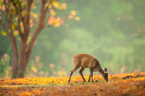 Primer Paso Baby Muntjac Prado Dorado Temporada Primavera Parque Nacional — Foto de Stock