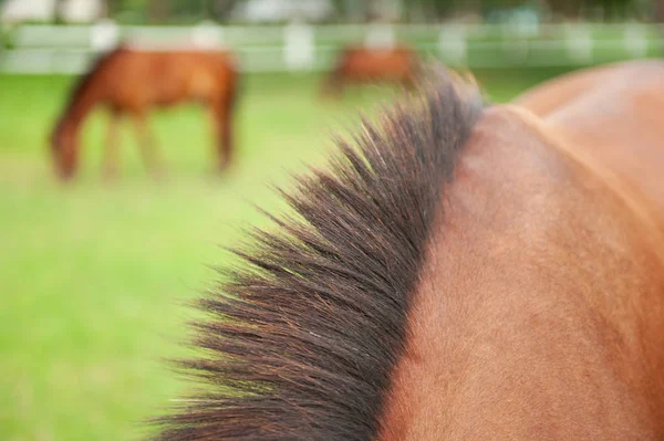 Beautiful Mane Thai Horse Droves Background Selective Focus Wide Angle — Stock Photo, Image