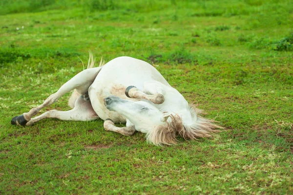 Cute White Horse Rolling Spree Green Grass Thai Horse Thailand — Stock Photo, Image