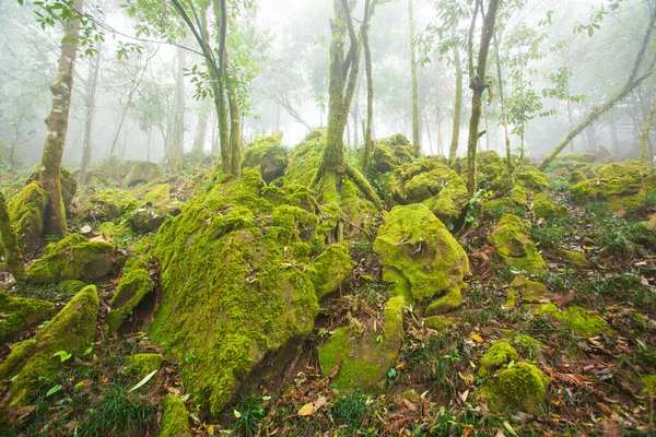 Sis Tropikal Ormanda Taze Moss Liken Kayalar Tropik Ağaç Dalı — Stok fotoğraf