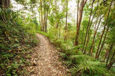 Gün batımında huzurlu tropikal orman dağ yolu.