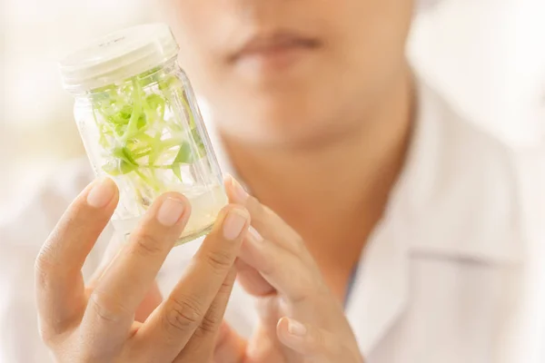 Ilmuwan memegang botol kultur jaringan tanaman, melakukan percobaan laboratorium. Asparagus Kecil dalam botol uji . — Stok Foto