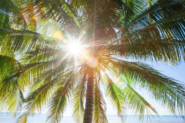 Zomer, zonnestraal schijnt doorbladeren en takken van kokosnoot boom. — Stockfoto
