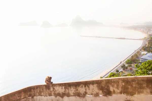 Mono solitario en el balcón de la azotea en la montaña, bahía y fondo de la ciudad . — Foto de Stock