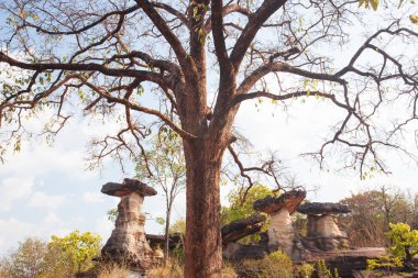Mantar kayası. İlkel orman ile antik taş Fantezi şekli.