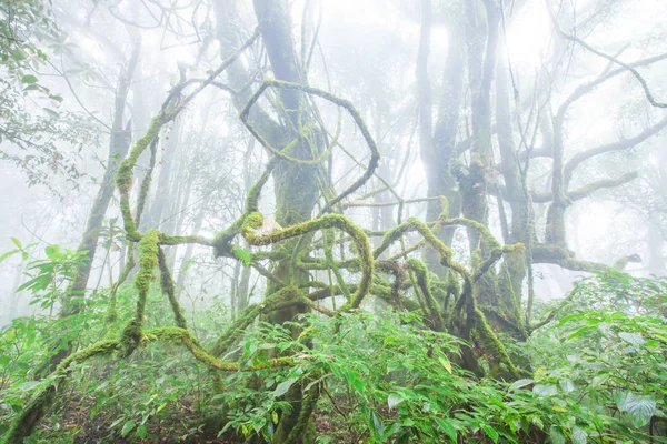 Natureza da pureza. Musgo fresco e líquen na raiz e ramo de árvores tropicais . — Fotografia de Stock