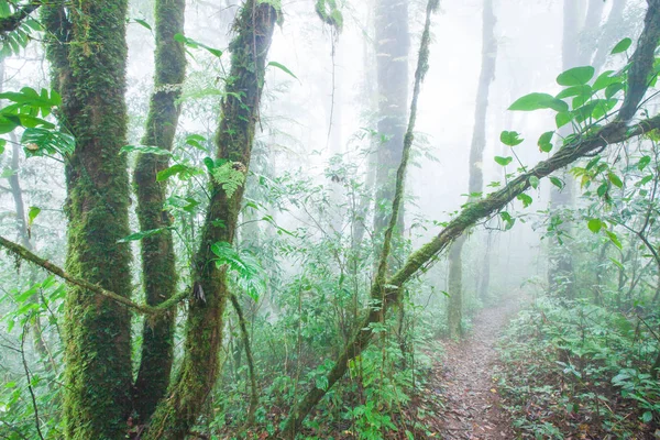 Czystość przyrody. Spokojna ścieżka lasu tropikalnego w mgle. — Zdjęcie stockowe