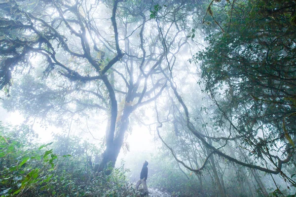 Hiker man in raincoat wondering into enchanted ancient tropical forest in the mist.