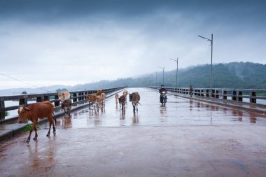 Basit bir hayat. Phn yol gezisi boyunca Kamboçya kırsal kırsal