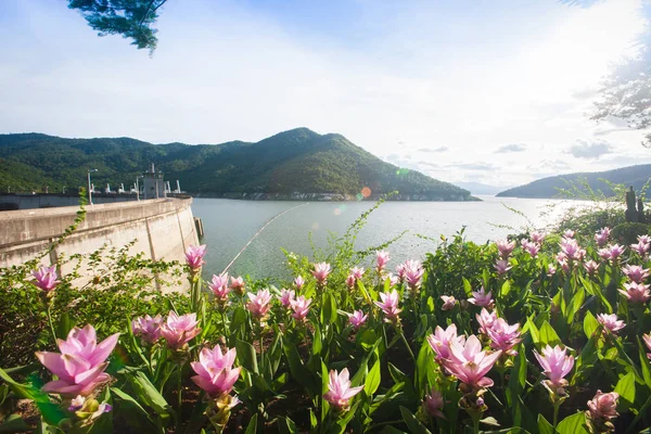 Hermosa vista de la presa de Bhumibol en el día del sol, Siam Tulip o — Foto de Stock