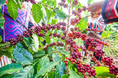 Tribe Akha çiftçi kadın arabica kahve çilek hasat.
