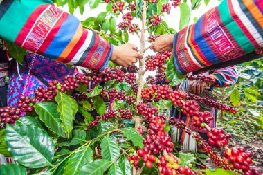 Tribe Akha çiftçi kadınlar arabica kahve çilek hasat.