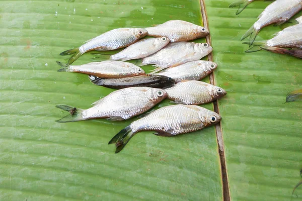 Freshwater fish lay on banana leaf in local market.
