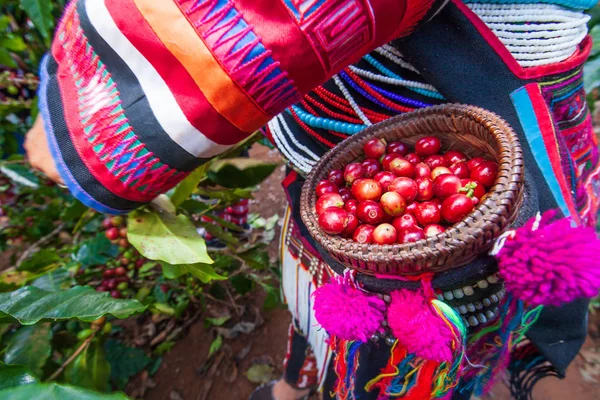 Close-up shot van koffiebessen in traditionele mand van Akha stam. — Stockfoto