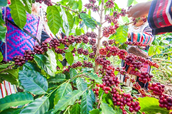 Tribe Akha çiftçi kadın arabica kahve çilek hasat.
