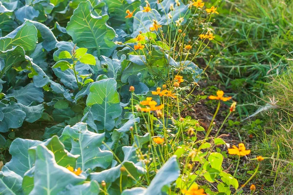 Peternakan sayuran organik . — Stok Foto