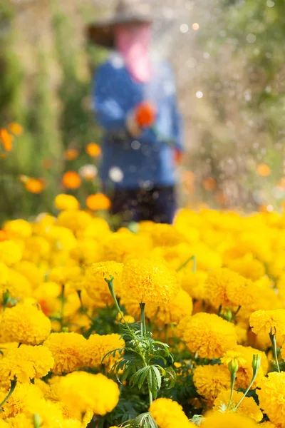 Bauer gießt Ringelblume und Kosmos blühen. — Stockfoto