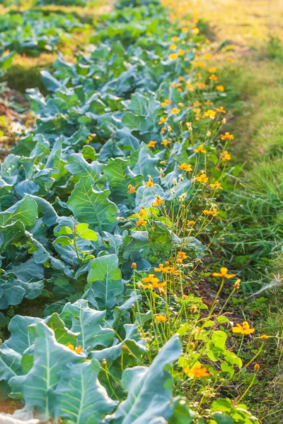 Peternakan sayuran organik . — Stok Foto