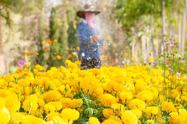 Bauer gießt Ringelblume und Kosmos blühen. — Stockfoto